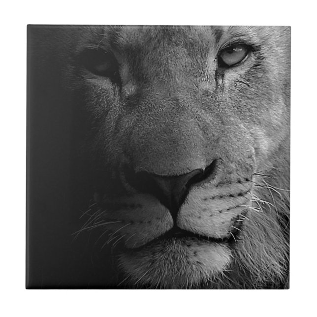 Black White Motivational Leadership Lion Portrait Tile (Front)