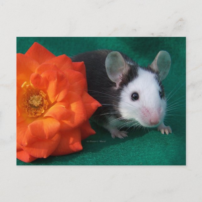 Black White Mouse and Orange tea rose Postcard (Front)