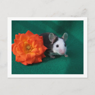 Black White Mouse and Orange tea rose Postcard