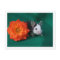 Black White Mouse and Orange tea rose