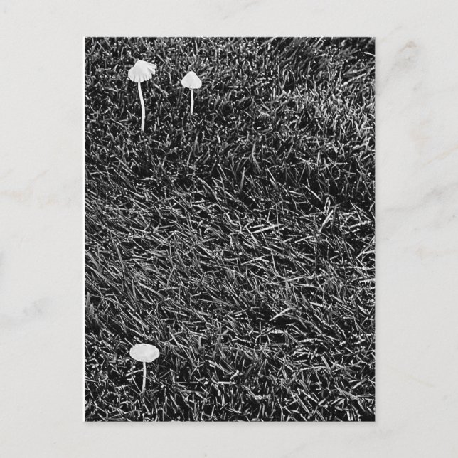 Black & White Mushrooms in Grass Photo Postcard (Front)
