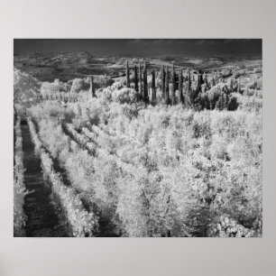 Black & White of vineyards, Montepulciano, Italy Poster