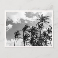 Black & White Palm Trees in Hawaii Photo Greeting