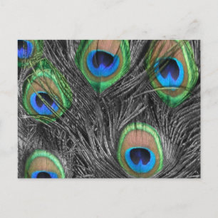 Black & White Peacock Postcard