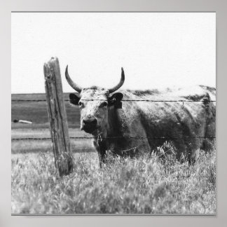 Black & White Photo Cow Poster