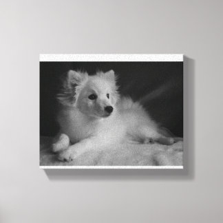 Black & White portrait Japanese Spitz Canvas Print
