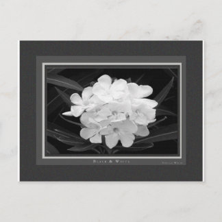 Black & White Postcard