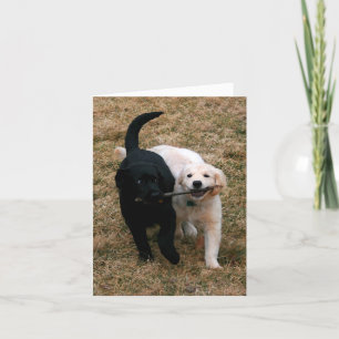 Black & white puppies note card