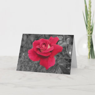 Black White Red Rose Cards