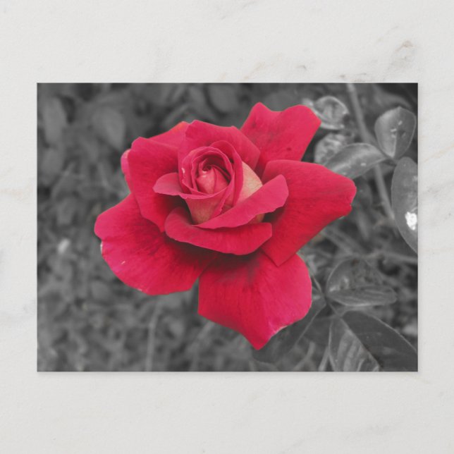 Black White Red Rose Notes Card (Front)