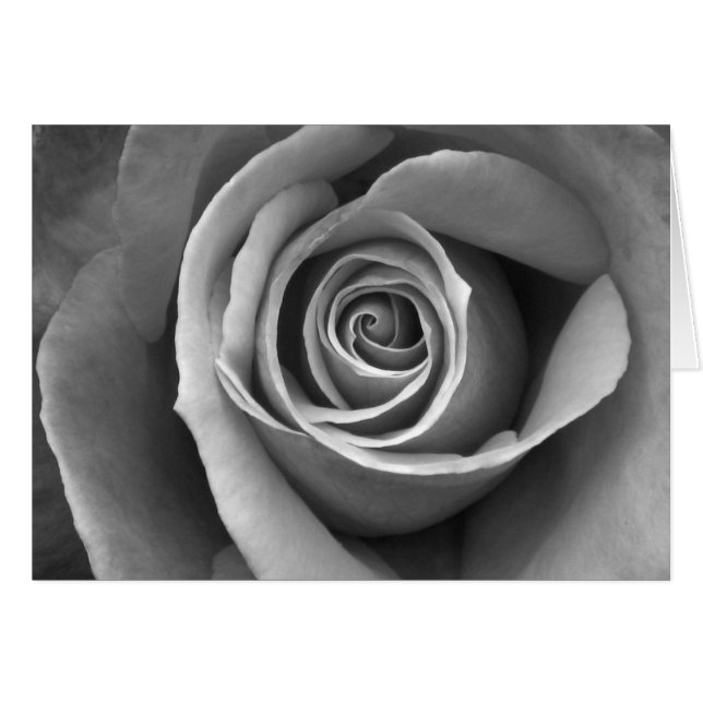 Black & White Rose (Front Horizontal)
