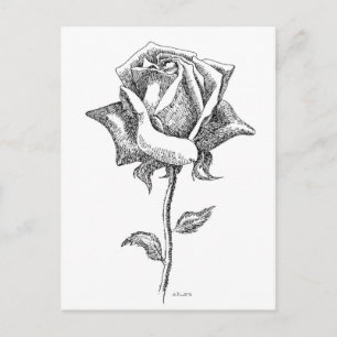 Black & White Rose Postcard