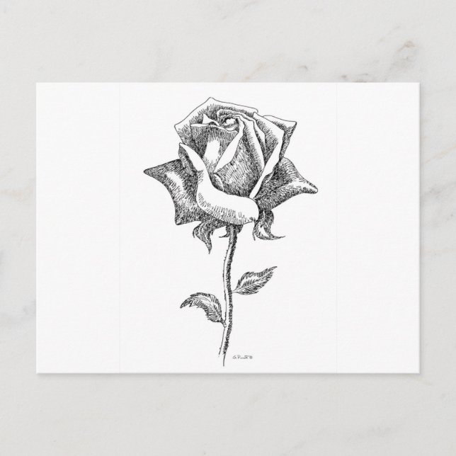 Black & White Rose Postcard (Front)