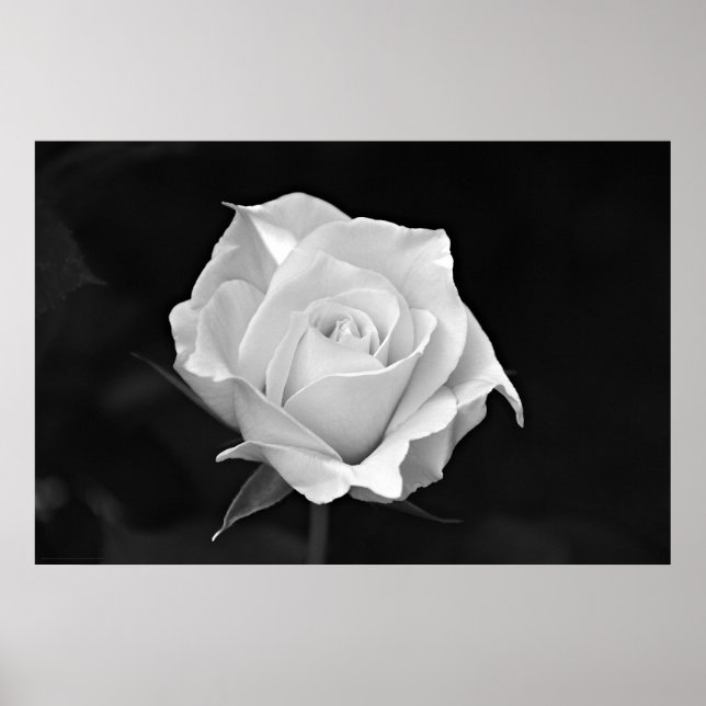 Black & White Rose poster (Front)