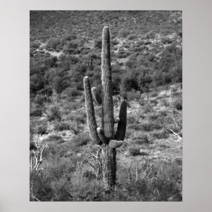 Black & White Saguaro Cactus in Sagebrush 16x20 Poster