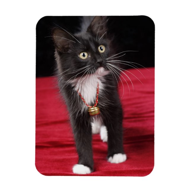 Black & white short-haired kitten, 2 1/2 months magnet (Vertical)