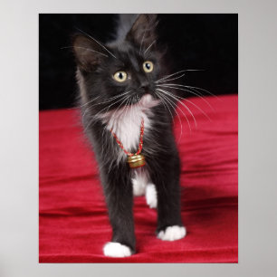 Black & white short-haired kitten, 2 1/2 months poster
