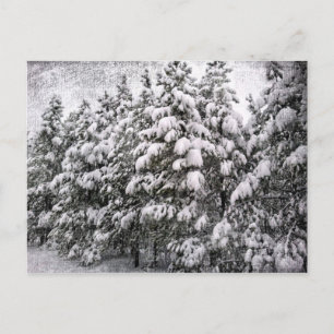 Black & White Snowscape, Conifer, CO Postcard