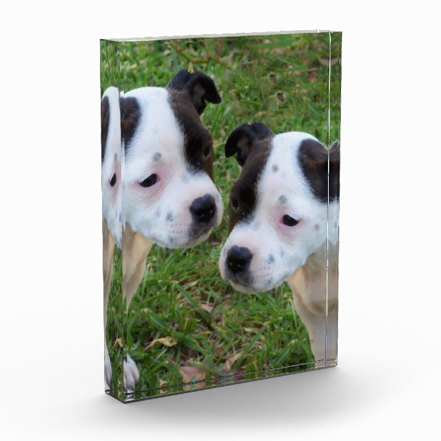 Black White Staffordshire Bull Terrier Puppies, Photo Block (Left)