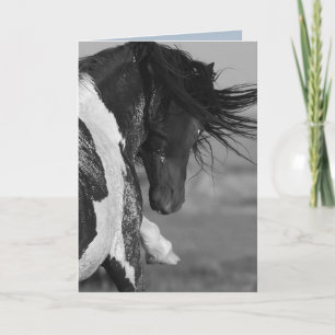 Black & White Strikes Wild Horse Greeting Card