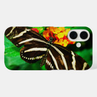 Black white stripes butterfly longwing zebra photo