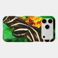 Black white stripes zebra butterfly longwing photo
