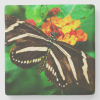 Black white stripes zebra butterfly photography