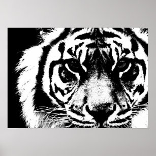 Black & White Sumatran Borneo Tiger Eyes Poster