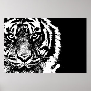 Black & White Sumatran Borneo Tiger Poster