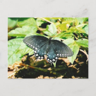 Black White Swallowtail Butterfly Photo Postcards