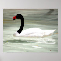 Black & White Swan, the Love Bird