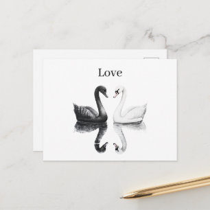 Black White Swans Birds Reflection Postcard