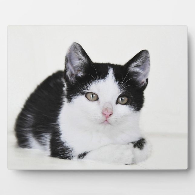 Black White Thoughtful Kitten Photo Plaques (Front)