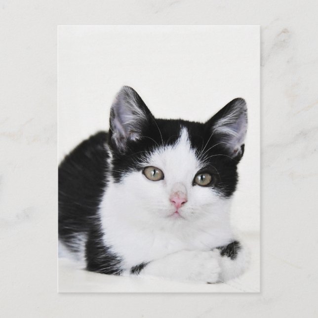 Black White Thoughtful Kitten Postcard (Front)