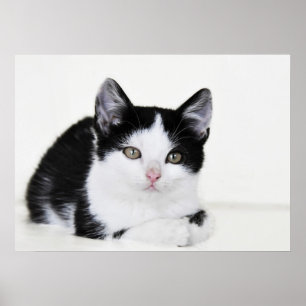 Black White Thoughtful Kitten Poster
