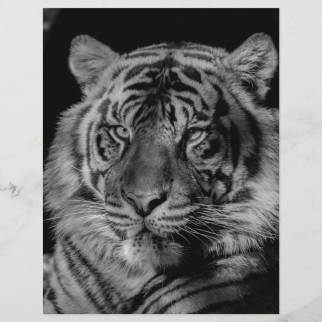 Black & White Tiger (Front)