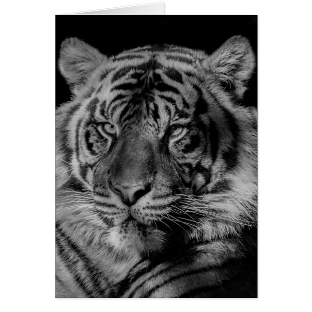 Black & White Tiger (Front)