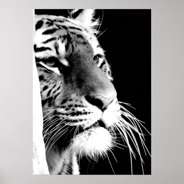 Black & White Tiger Eyes Poster (Front)