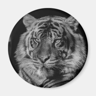 Black & White Tiger Magnet