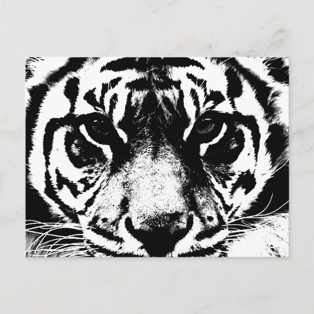Black & White Tiger Postcard (Front)