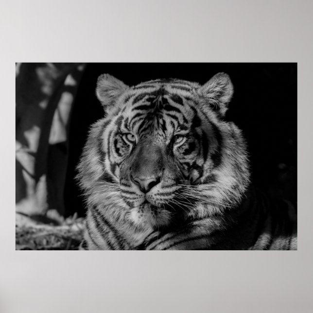 Black & White Tiger Poster (Front)