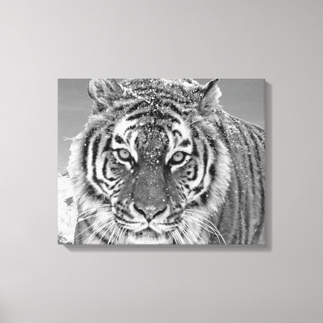 Black White Tiger Winter Photo Snow Mountain Canvas Print (Front)