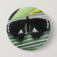 Black & White Tropical Butterfly 