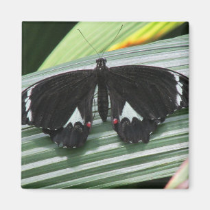 Black & White Tropical Butterfly Magnet