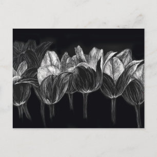 Black White Tulip Garden Flower Scratchboard Art Postcard