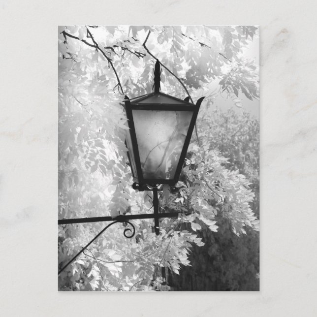 Black & White view of light fixture Postcard (Front)