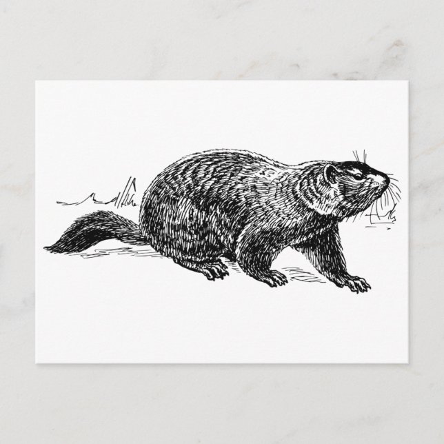 black white Vintage groundhog postcard (Front)