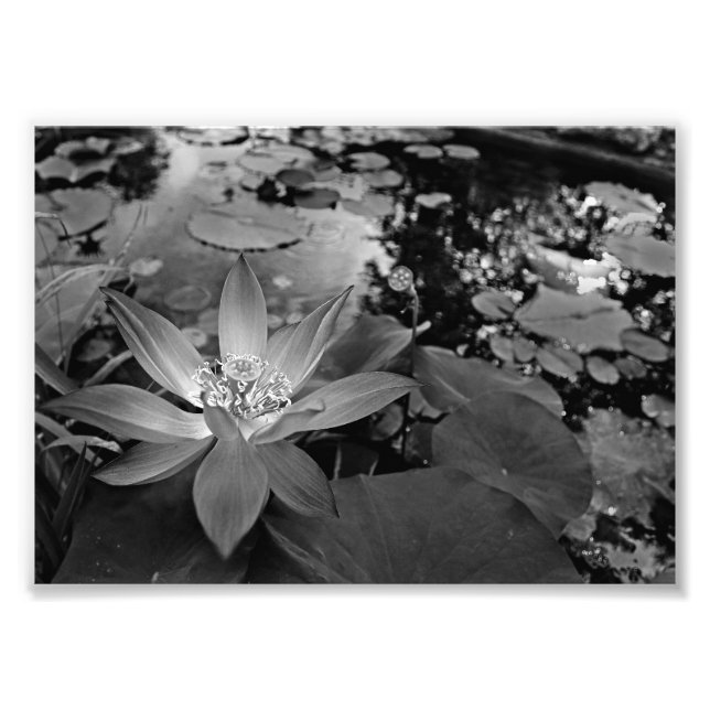 Black & White Water Lilly Photo Print (Front)