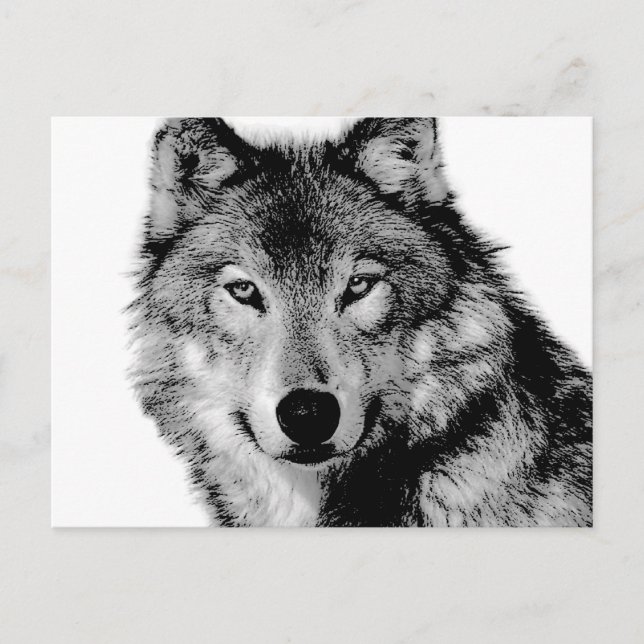Black & White Wolf Postcard (Front)
