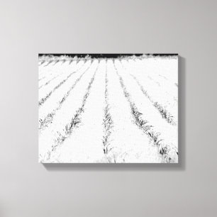 Black & White Young Corn Crop in a Field 11x14 Canvas Print